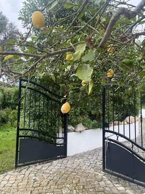 Garden - Casa no Limoeiro, Stylish Retreat (Loulé)