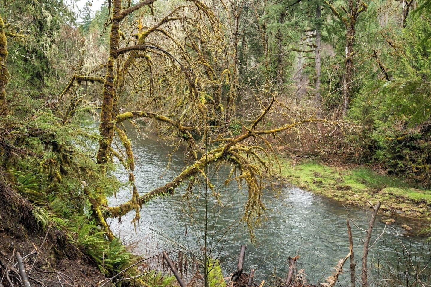 A forested area with a river, dense trees, and moss-covered branches.