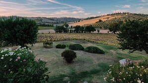 A vineyard landscape with rolling hills, trees, and a clear sky. - Casale Milleluci - apartment with a view of the hills 10 min from the sea (SENIGALLIA)