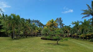 A well-maintained grassy area with various tropical plants and trees.