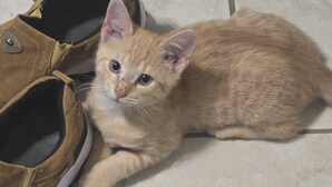 A kitten lying next to a pair of shoes on a tiled floor.