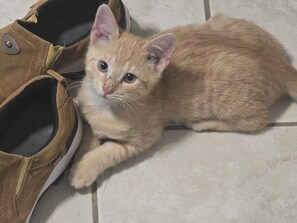 Lemmikkiystävällinen