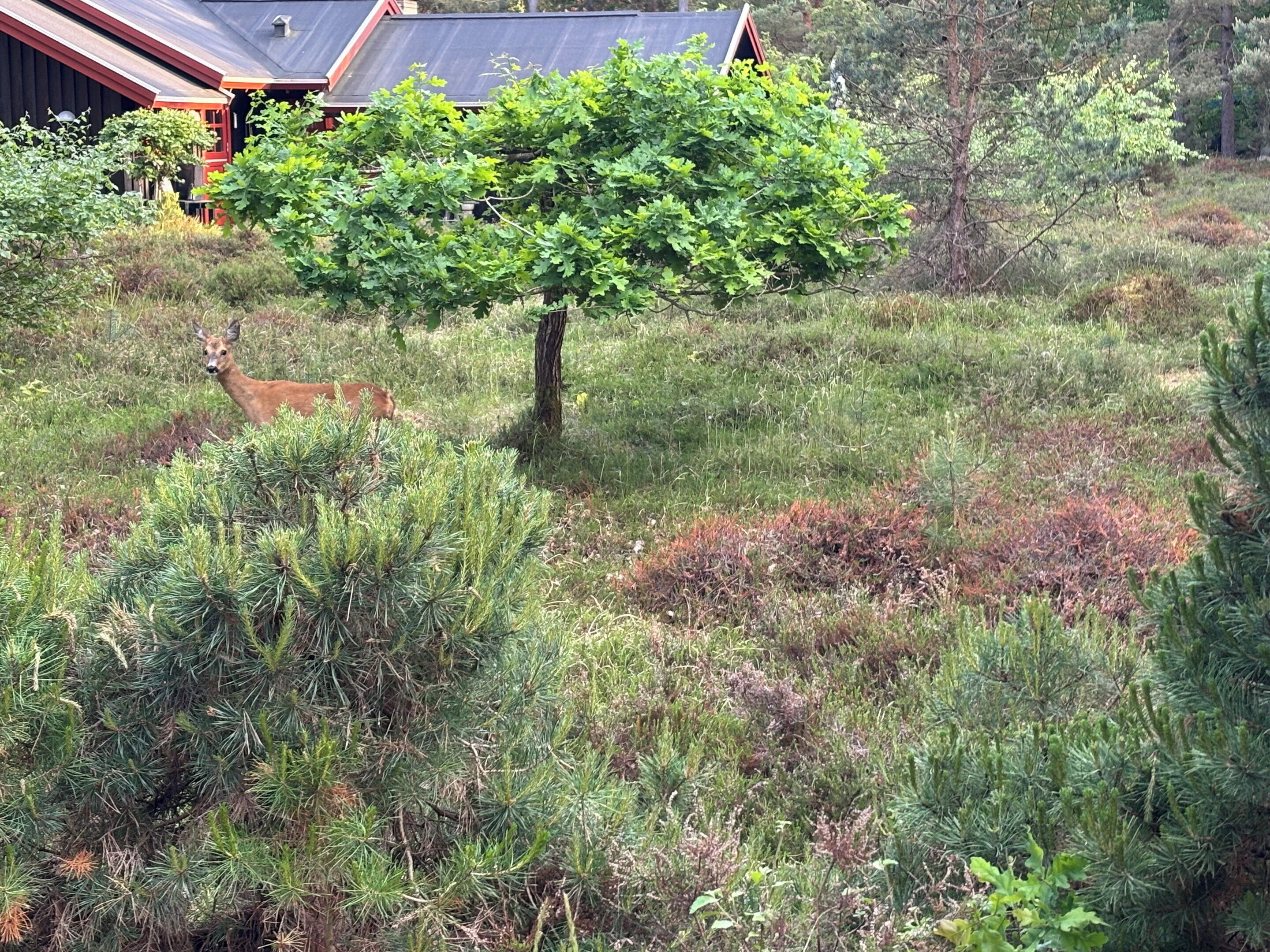 Ett rådjur i en naturlig miljö, med ett träd och en byggnad i bakgrunden.