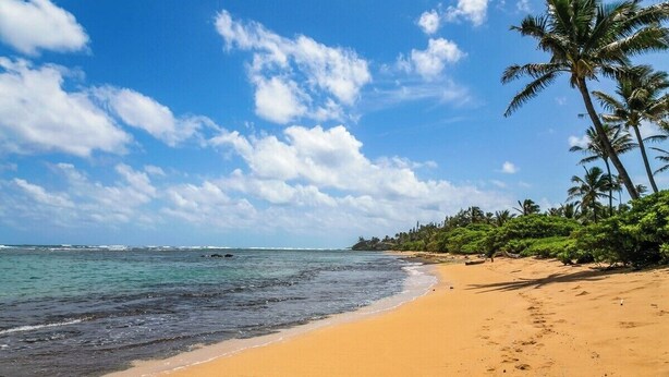 Une plage avec un ciel dégagé, des palmiers et une mer calme.