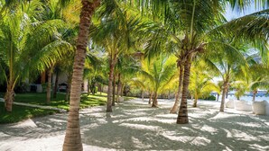 Une plage bordée de palmiers et dotée d’un sentier.