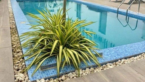 Una piscina con borde de azulejos, rodeada por una terraza de madera y una pequeña palmera.