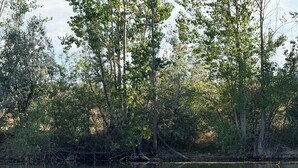Un lac paisible, avec un quai et des arbres en arrière-plan.