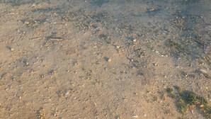 Un sentier de terre mène à un lac paisible, avec des arbres en arrière-plan.