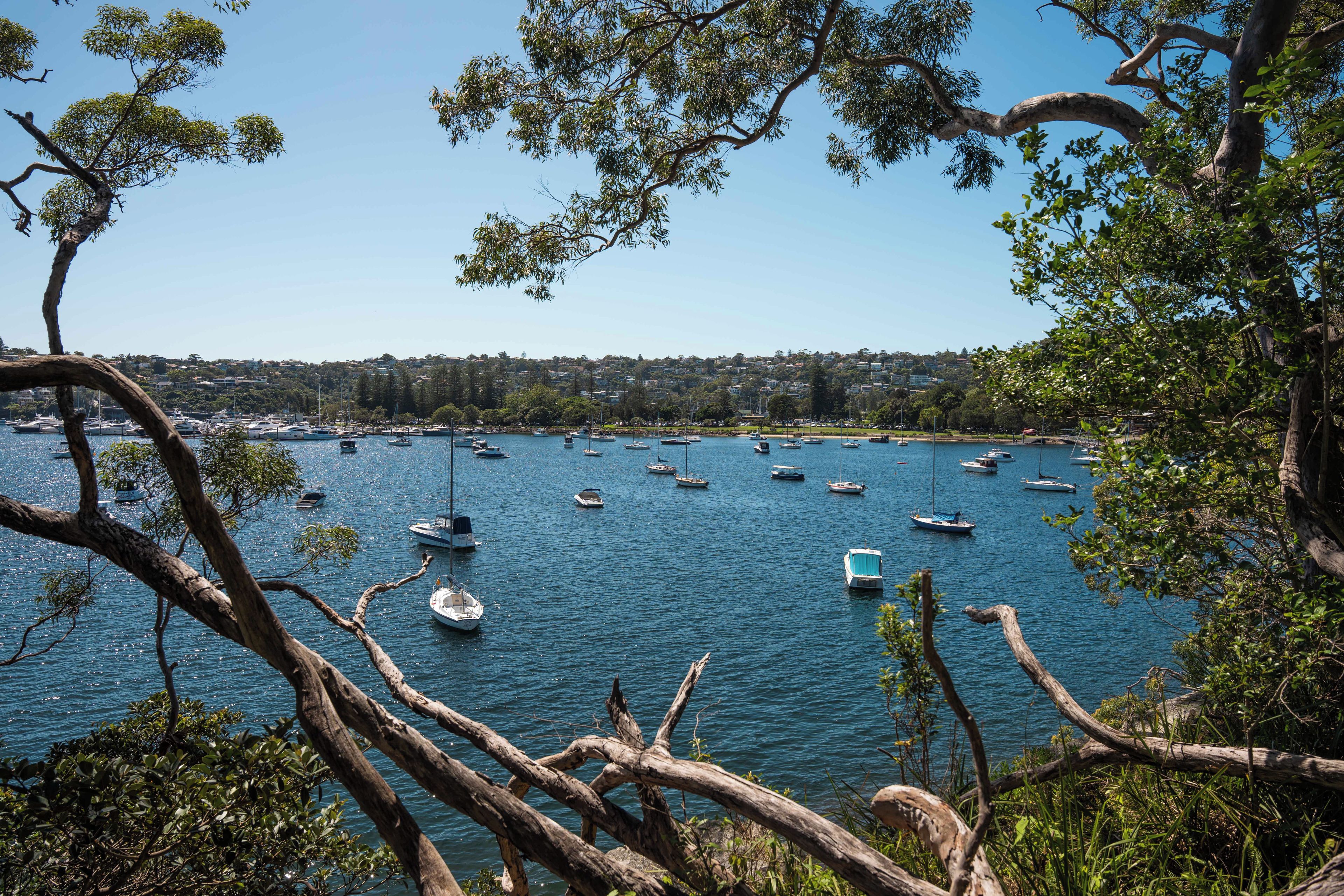 A coastal marina with boats docked, surrounded by trees and a distant town.