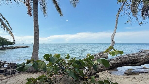Een strand met palmbomen, een boomstam en rustig water.