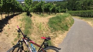 A bicycle parked on a rural road with vineyards in the background. - Hotel Schützenhof mit Wellness  (Buerstadt)