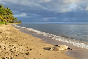 A beach with a seal resting on the sand, palm trees, and a cloudy sky. - SUMMER SALE! Experience Oceanfront luxury in West Maui! - Polynesian Shores 224 (Lahaina)