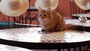 A cat sitting on a table with a patterned metal top, surrounded by chairs and hats. - Riad Allal (Marrakech)