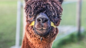 Een close-up van het gezicht van een lama, met een onscherpe achtergrond.