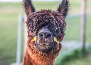 A close-up of a llama's face with a blurred background.