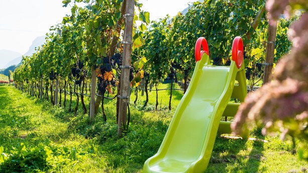 Un vignoble avec des rangées de vignes et un toboggan vert.