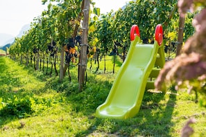 Un vignoble avec des rangées de vignes et un toboggan vert.