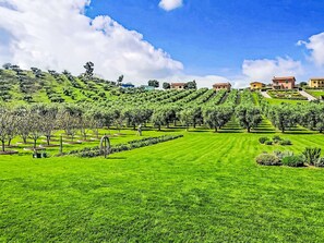 Un vignoble avec des rangées de vignes, une pelouse bien entretenue et des bâtiments en arrière-plan.