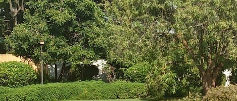 Une zone herbeuse bien entretenue, avec des arbres touffus et une haie.