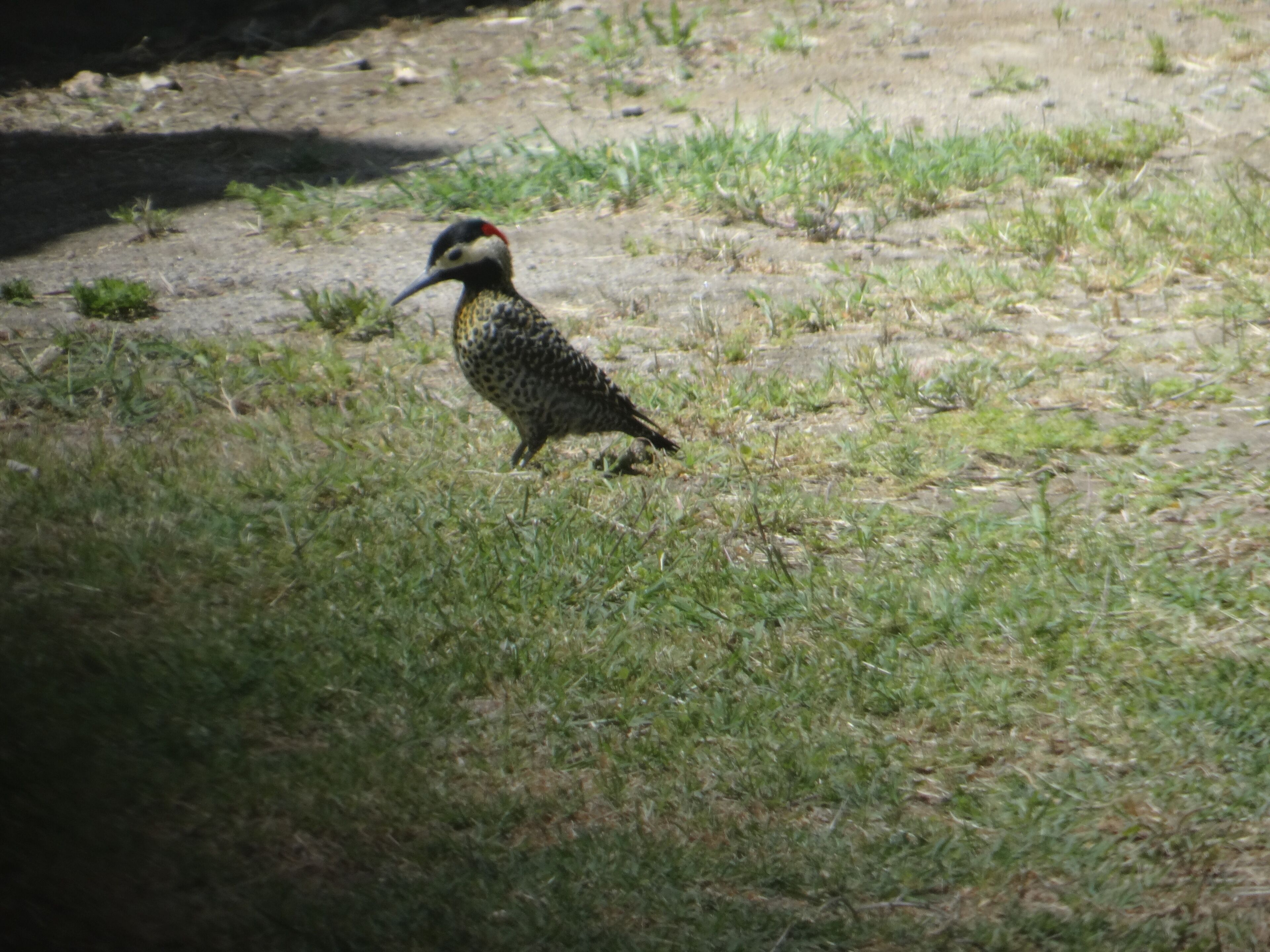 Ein Vogel am Boden.
