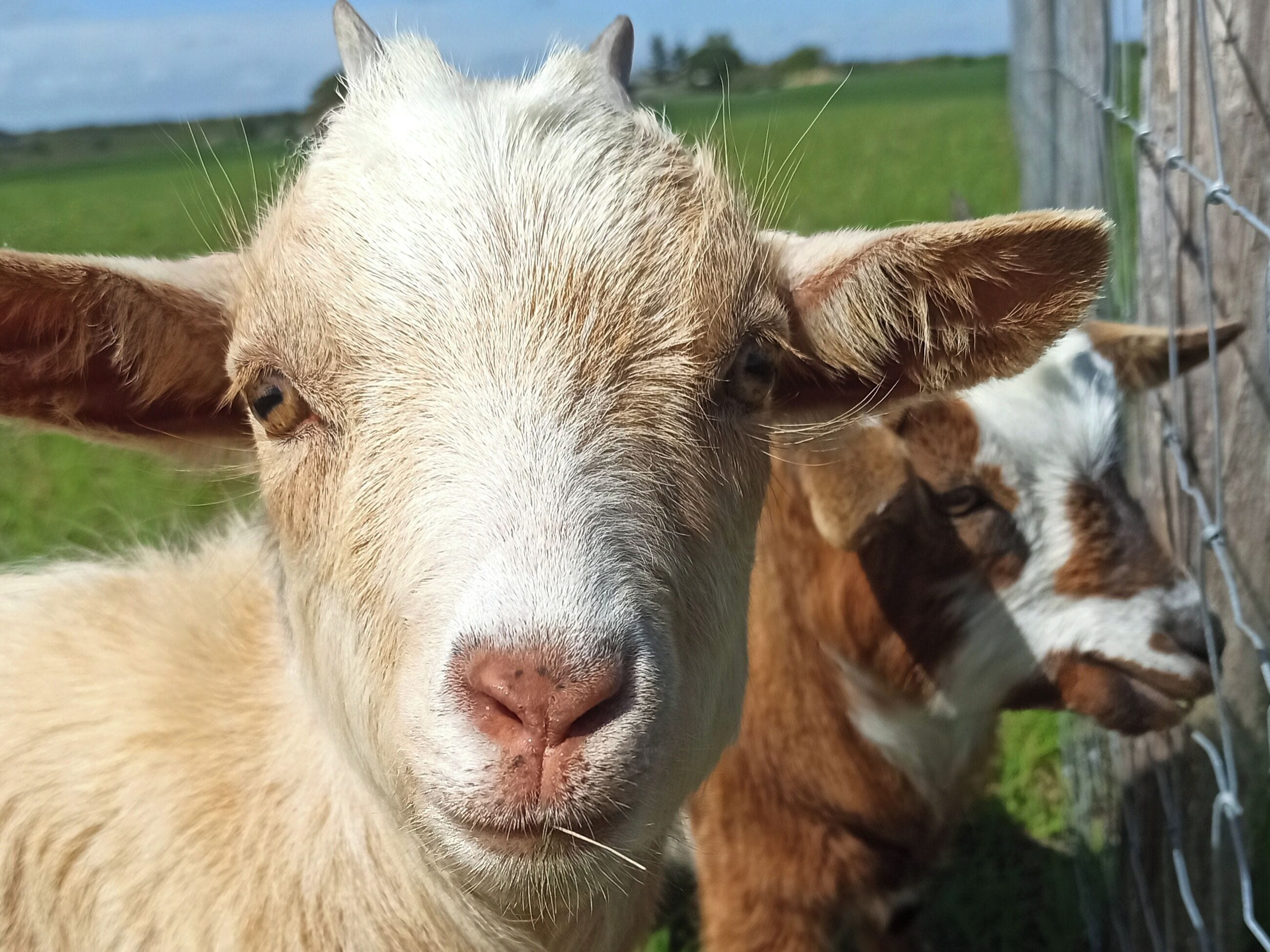 A close-up of a goat's face with a wire fence in the background.