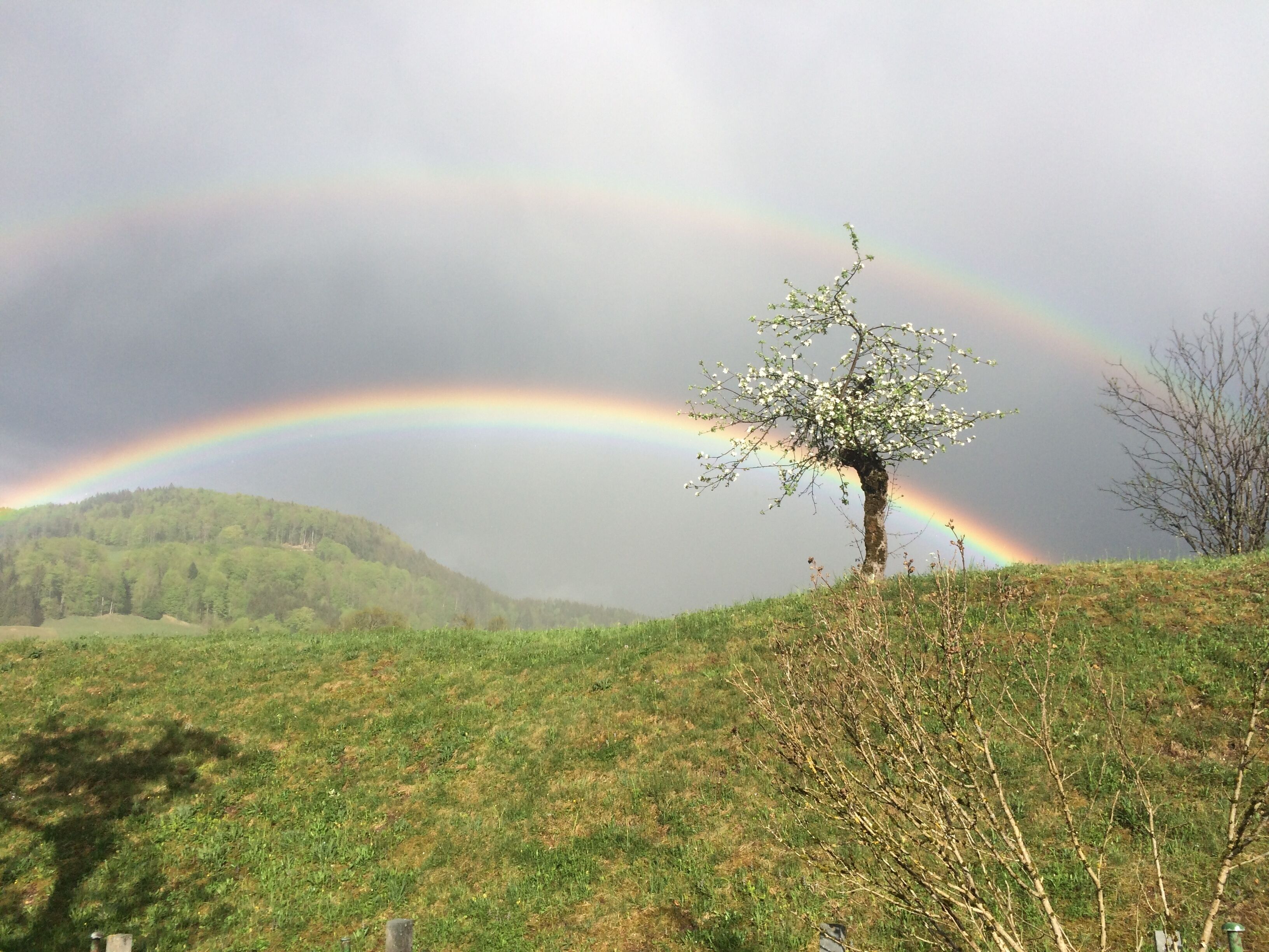 A landscape with a rainbow, a tree, and a hill.