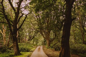 Un sendero estrecho y sin asfaltar que atraviesa un bosque denso, con árboles altos y sotobosque.