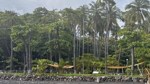 Une plage bordée de palmiers, un mur de pierres et un hamac.