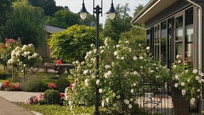 A garden with blooming roses, a bench, and a building with large windows. - Landgut Apfelrose (Friedrichshafen)
