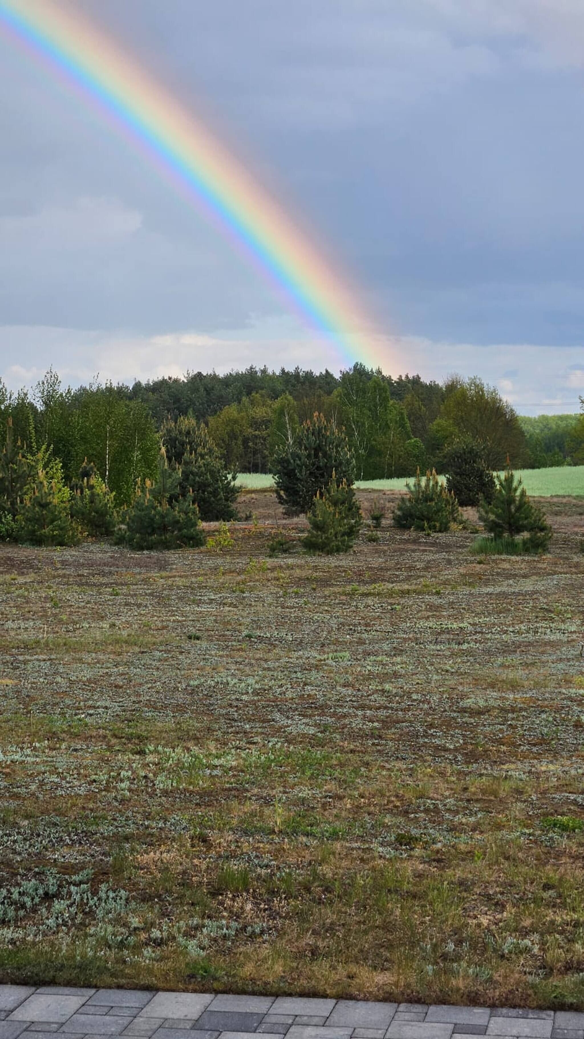 A field with a rainbow, trees, and a cloudy sky.