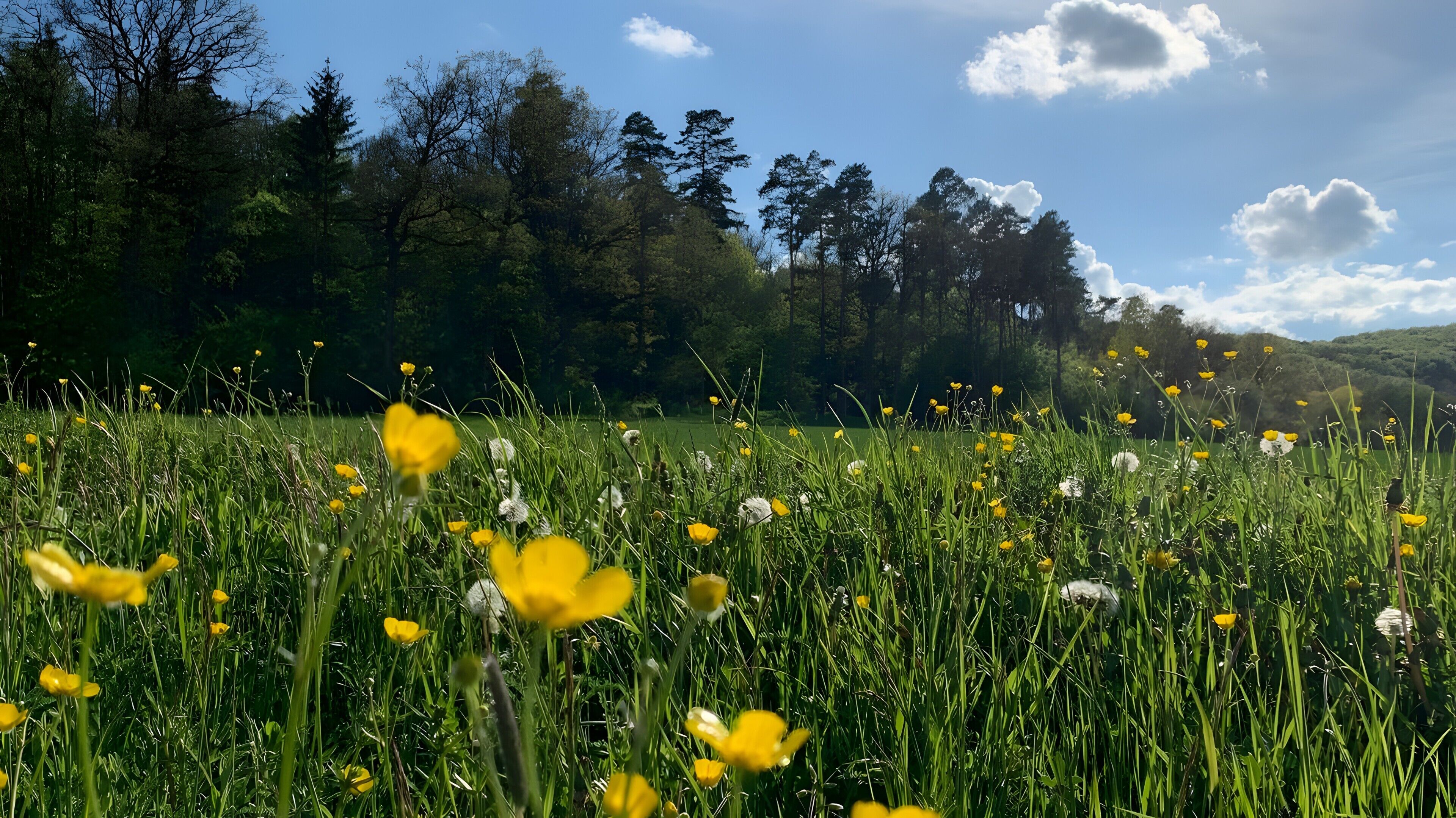 A field with yellow flowers and trees in the background.