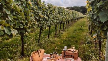 Viñedo con hileras de vides, un montaje para picnic con manta, cesta y utensilios.