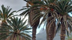 Un paysage avec des palmiers et une chaîne de montagnes en arrière-plan.