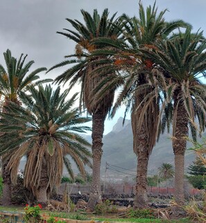 Property grounds - CASA LA PALMERA in the port of Las Nieves (Puerto de las Nieves)