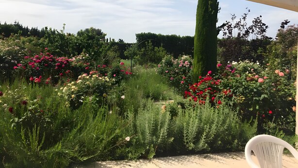 Ein Garten mit verschiedenen Blumen und einem hohen Baum.