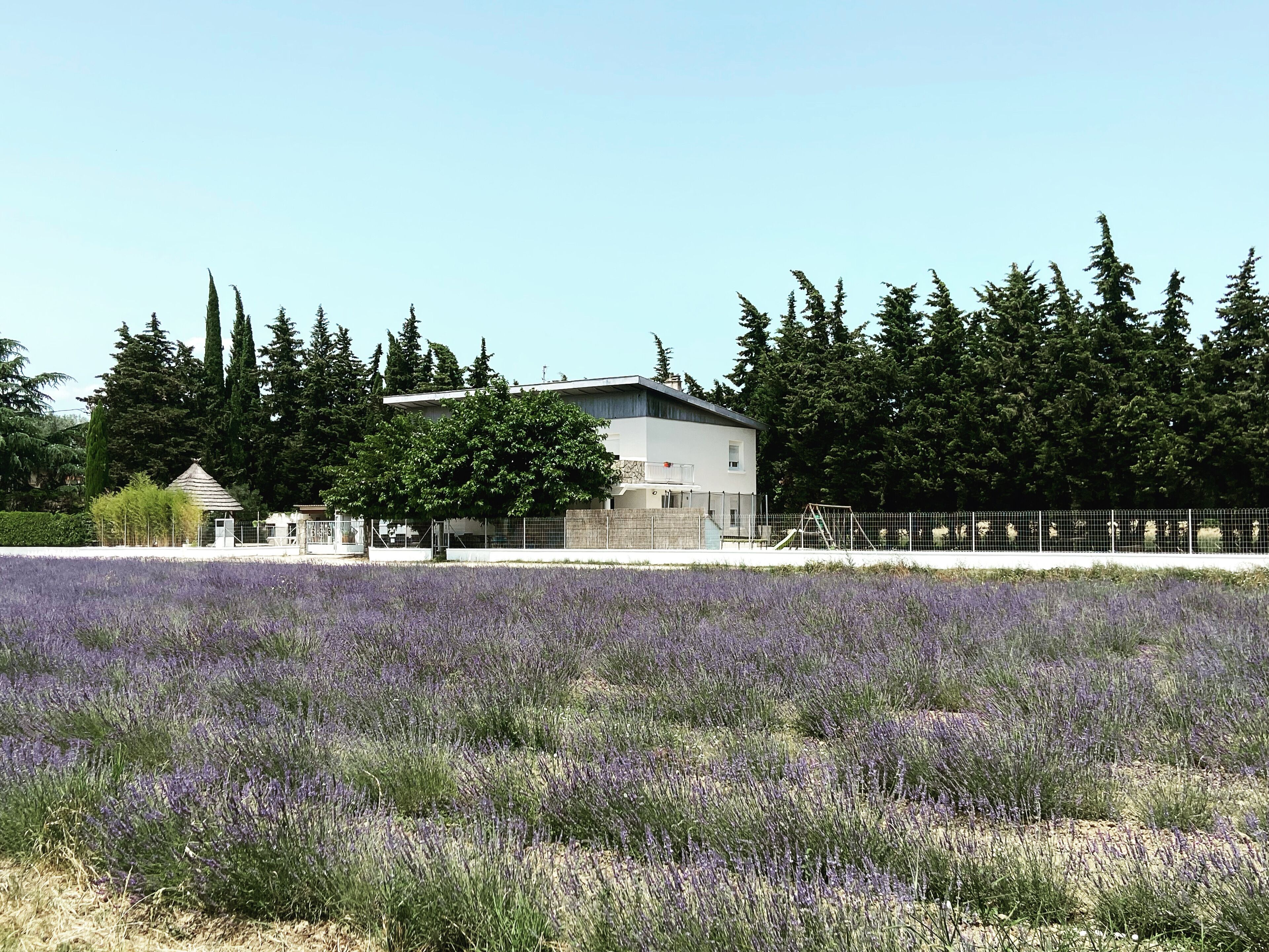 Un bâtiment à l’architecture moderne, entouré d’un champ de lavande, avec une forêt en arrière-plan.