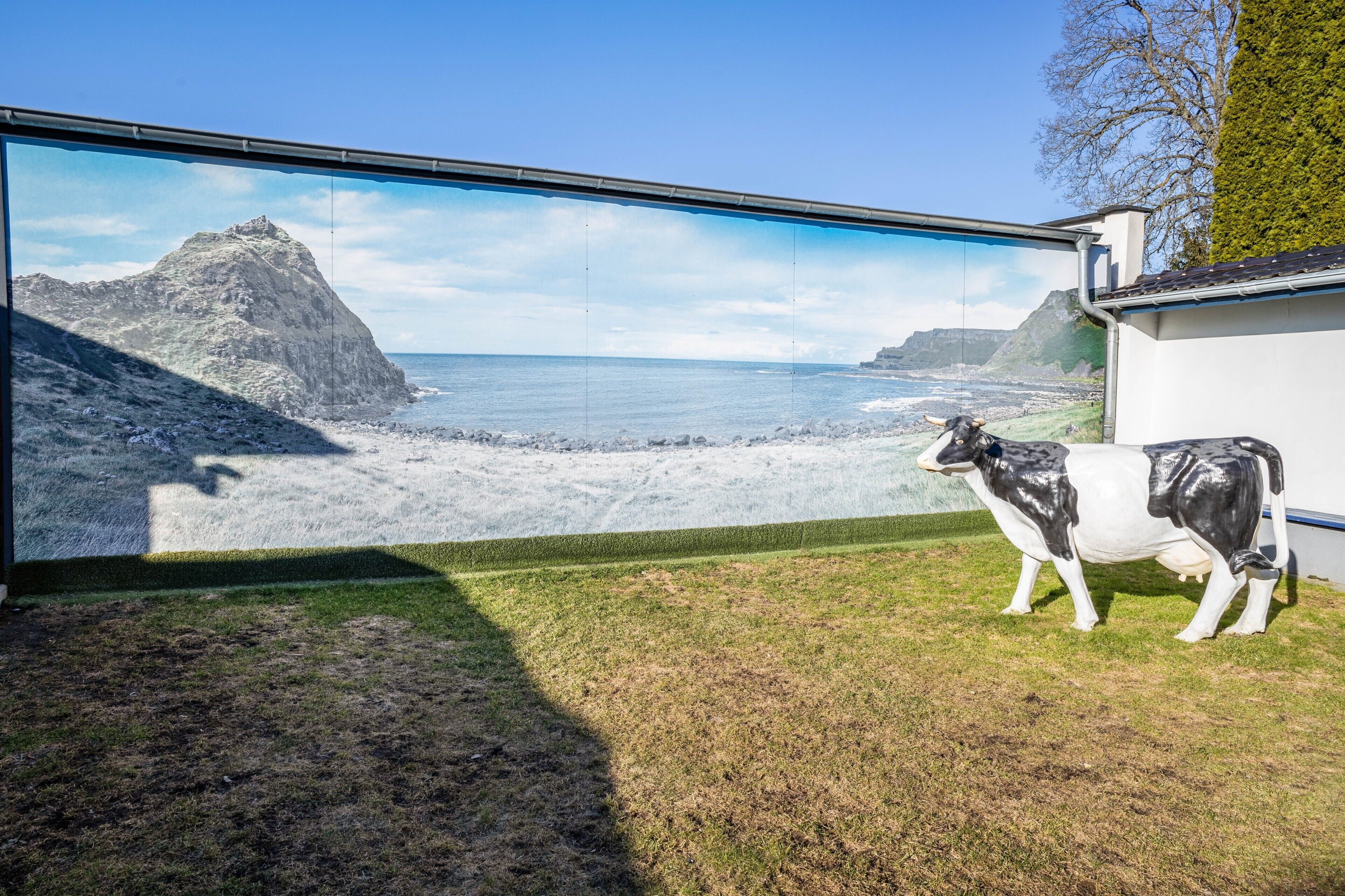 Une statue de vache se dresse sur une pelouse, avec en arrière-plan un paysage pittoresque composé d’une côte rocheuse et de l’océan.