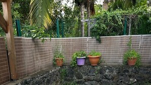 A rectangular swimming pool with clear blue water, surrounded by a stone wall and a wooden fence. - 2-bedroom apartment with private pool (Saint-Paul)