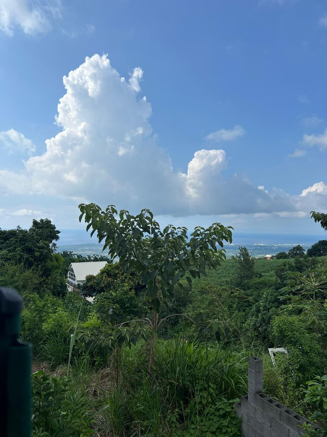 A lush green landscape with a view of the ocean and a white building in the distance.