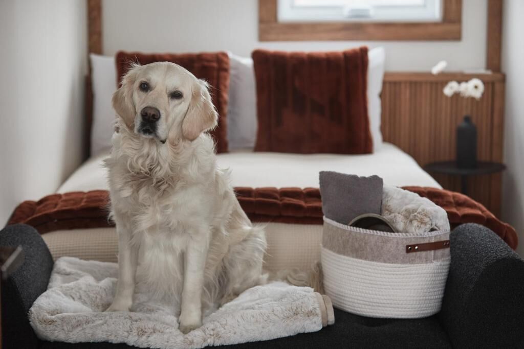 Un cane seduto su un letto con una coperta, cuscini e un comodino con una lampada.