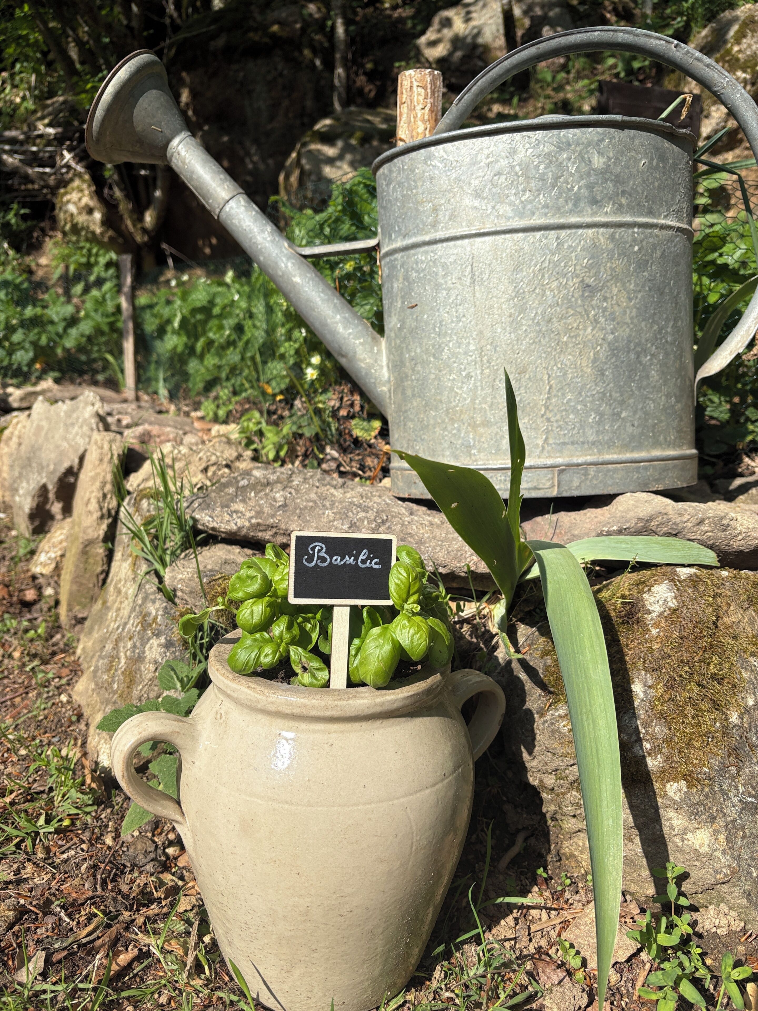 Una pequeña planta de albahaca en maceta con una etiqueta, un regador de metal y una superficie de piedra.