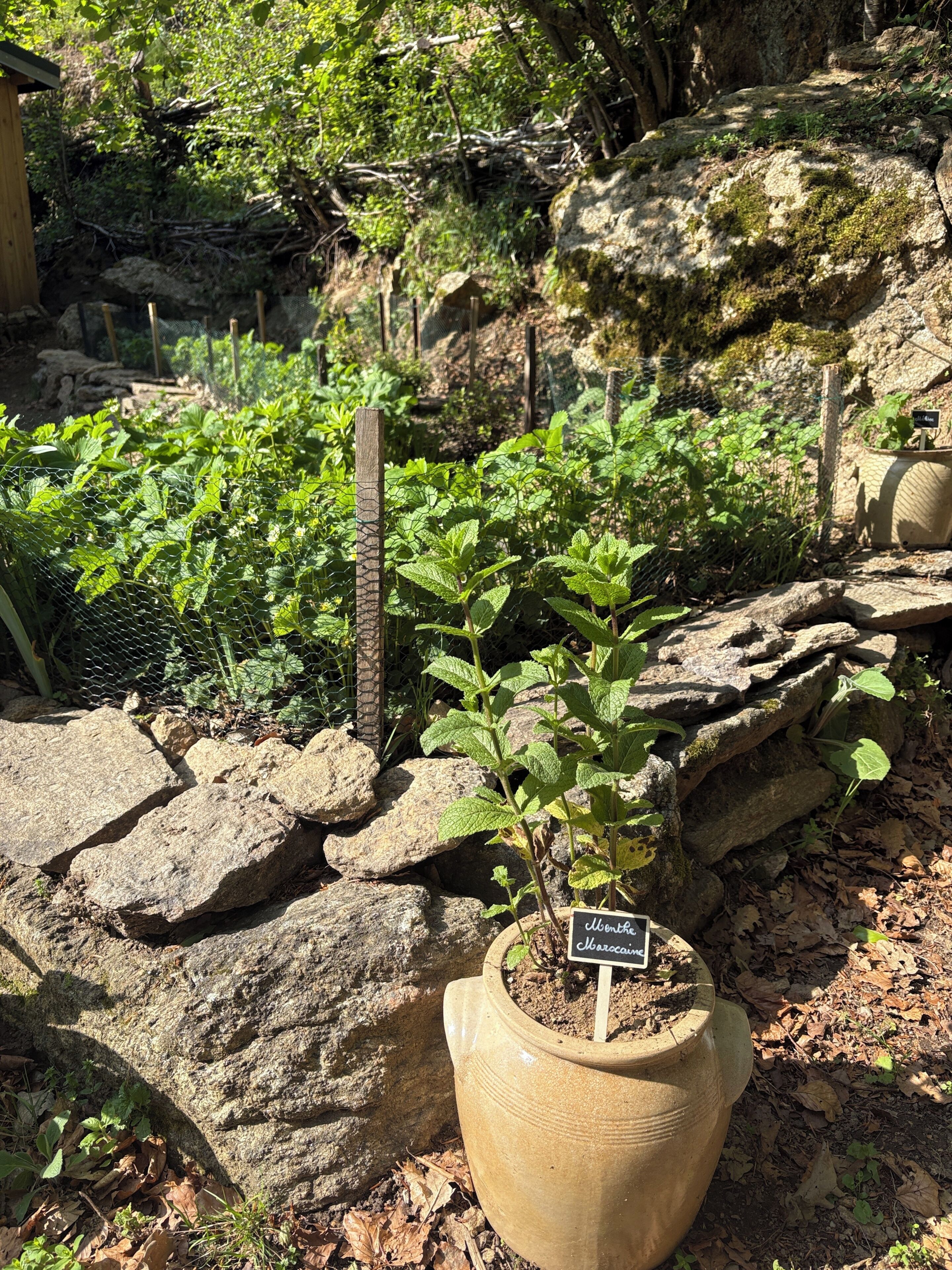 A potted mint plant with a label, surrounded by rocks and greenery in a garden setting.