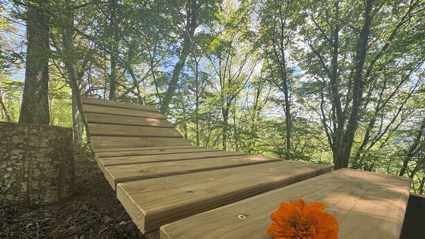 Una panca di legno con un fiore, immersa nel verde.