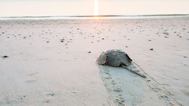 Une scène de plage avec des empreintes de pas menant à une tortue sur le sable.