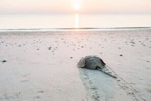 Escena de playa con huellas que conducen a una tortuga en la arena.