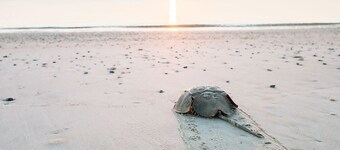 Cozy 3BR/2Bath Retreat on Half Acre Near Dover Attractions DE Turf