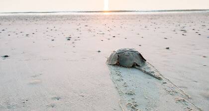 Cozy 3BR/2Bath Retreat on Half Acre Near Dover Attractions DE Turf