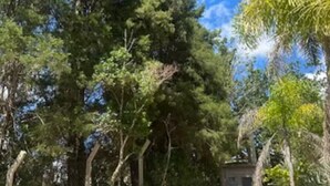 Un sendero que atraviesa un jardín con árboles y cielo despejado.