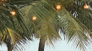 A beach scene with palm trees, a chair, and a person sitting under the trees. - The Beach House - Upscale 5-bed Beachfront Villa w Pool Pier Ocean Views (Placencia)