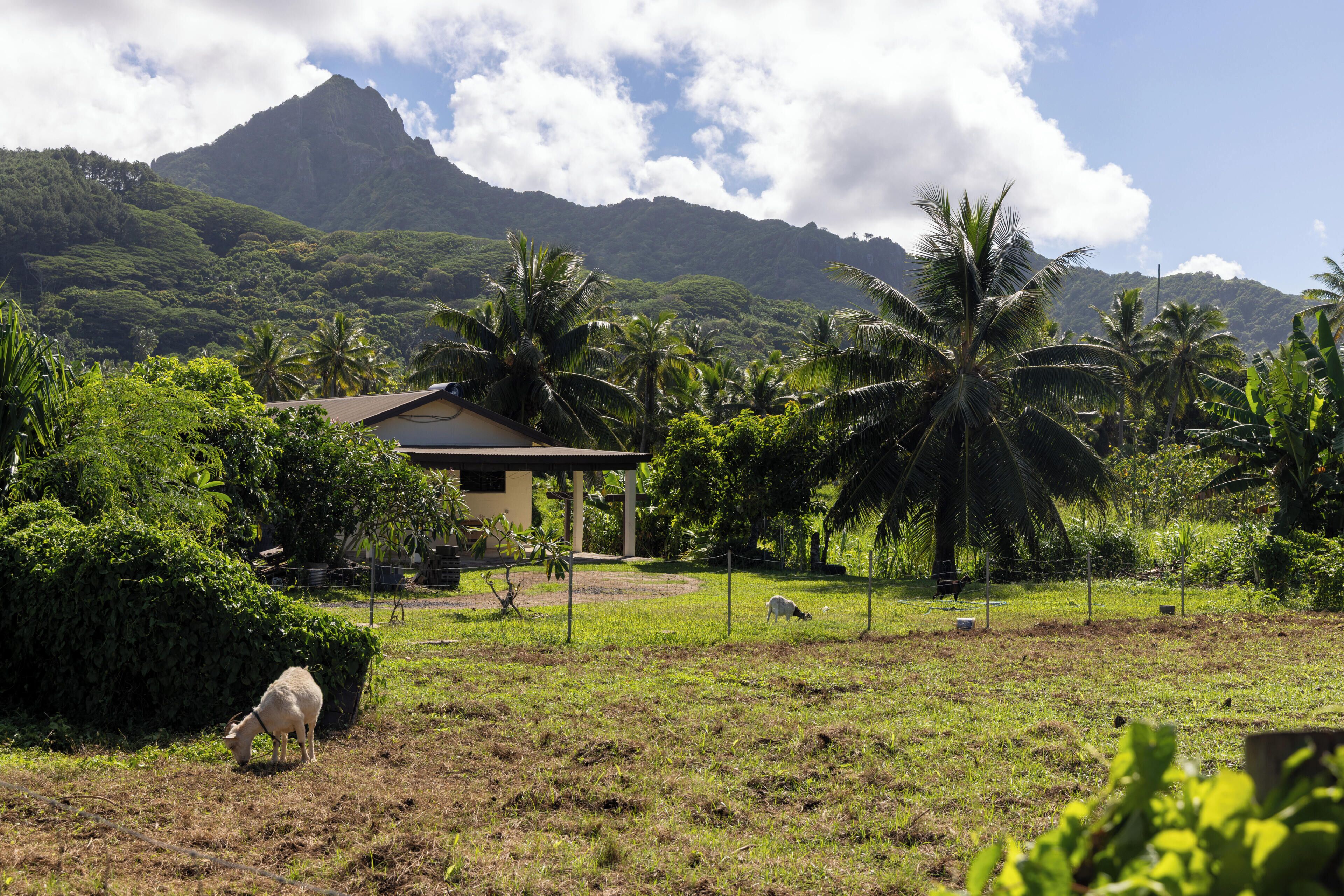 Un paisaje rural con una casa, ovejas pastando y vegetación exuberante.